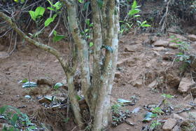 2023年第8季茶山行｜日记10：从小户赛到下磨烈绿水塘，热浪四起中寻得一抹绿幽