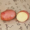 2023年郧阳区新鲜黄心土豆 红美人3斤 商品缩略图6
