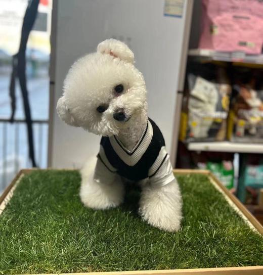 青毡草毯，真草坪自然降温，26℃清爽草叶，猫咪的夏季凉垫！ 商品图4