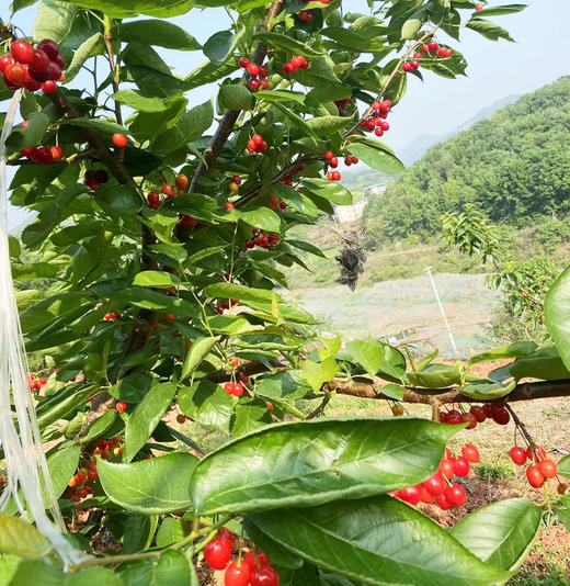 【优价鲜选团】红妃樱桃2/3斤家庭装 -当日采摘,当天配货 商品图2