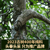 2023春茶 吉顺号古400临沧梅子箐普洱茶生茶饼茶叶357g 商品缩略图2