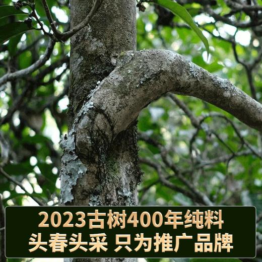 2023春茶 吉顺号古400临沧梅子箐普洱茶生茶饼茶叶357g 商品图2
