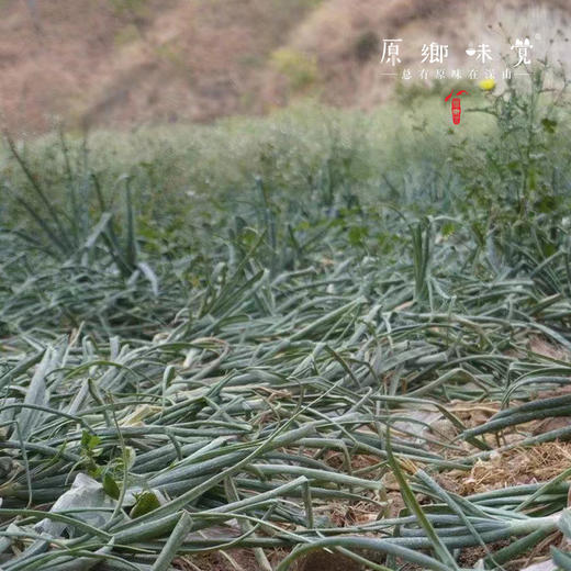 生态水果紫洋葱（基地直发-顺丰包邮）｜3斤/5斤/箱， 来自云南元谋，生产者：洪炜【合作生产，公平贸易】 商品图5