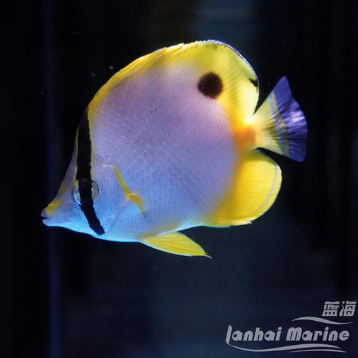 美国雪花蝶 商品图8