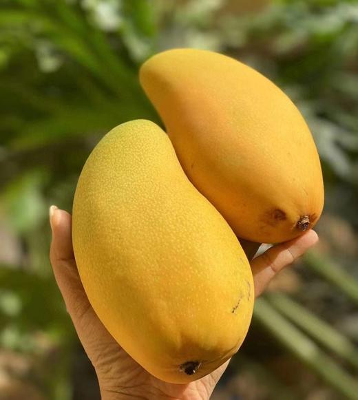 品质差下架-海南金煌芒8斤礼盒装【分仓直发，72小时发货，周末节假日不发货】 商品图1