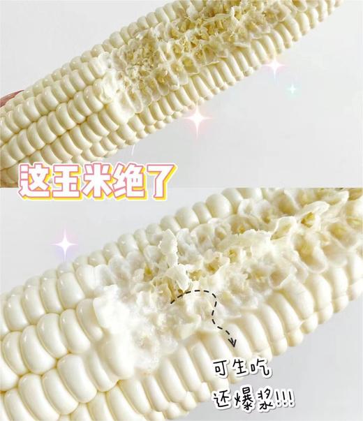 漳洲牛奶水果玉米  |果蔬 商品图4