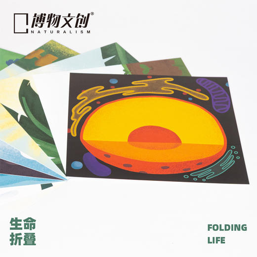 博物文创 生命折叠折纸玩具礼盒儿童节礼物早教科普益智 商品图4