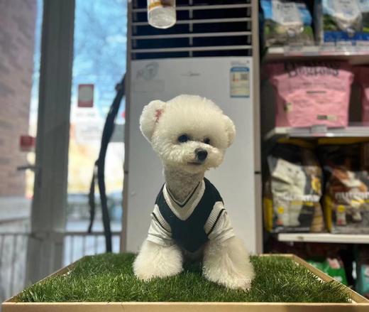 青毡草毯，真草坪自然降温，26℃清爽草叶，猫咪的夏季凉垫！ 商品图5