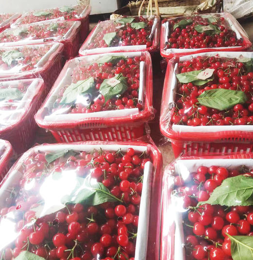 【优价鲜选团】红妃樱桃2/3斤家庭装 -当日采摘,当天配货 商品图1