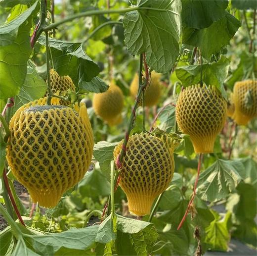 海南牛3网纹哈蜜瓜 |水果 商品图4