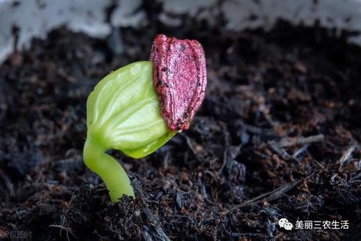 活动预约～木木家农场 商品图2