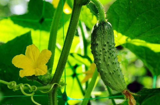 【活动招募】探索葡萄开花、授粉小秘密，还有农家土灶饭、葡萄文创DIY、疏果采摘、萌宠喂养，一天玩转春日所有美好！ 商品图4