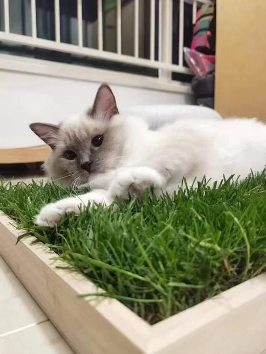 青毡草毯，真草坪自然降温，26℃清爽草叶，猫咪的夏季凉垫！ 商品图2