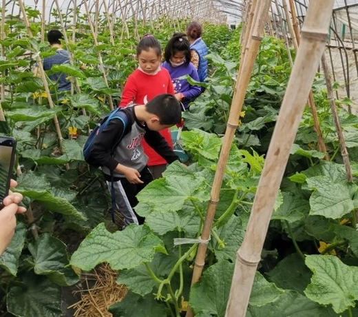 【活动招募】探索葡萄开花、授粉小秘密，还有农家土灶饭、葡萄文创DIY、疏果采摘、萌宠喂养，一天玩转春日所有美好！ 商品图6