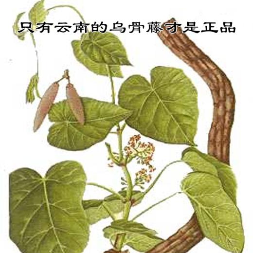 乌骨藤  通关散切片 通光藤 商品图2