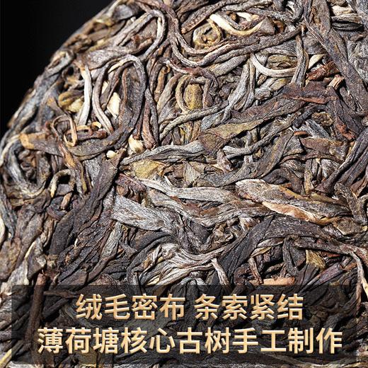 2023春茶 薄荷塘普洱茶生茶古树生普云南七子饼茶叶2499克 商品图2