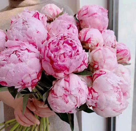 【预售！4.20起陆续发出】莎拉【知足且上进，温柔且坚定】 经典荷兰进口品种粉芍药- 莎拉·伯恩哈特  顺丰空运直发 商品图10