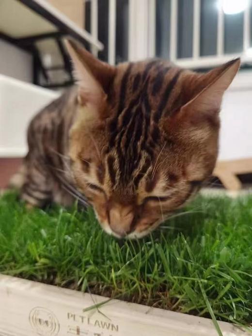 青毡草毯，真草坪自然降温，26℃清爽草叶，猫咪的夏季凉垫！ 商品图3