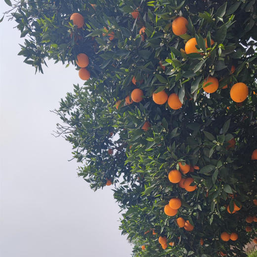 预售4.10发货|当季秭归伦晚脐橙,清甜多汁,果园现摘现发,不催熟不打蜡,不泡药水,外表朴素些许不完美【顺丰发货】 商品图7