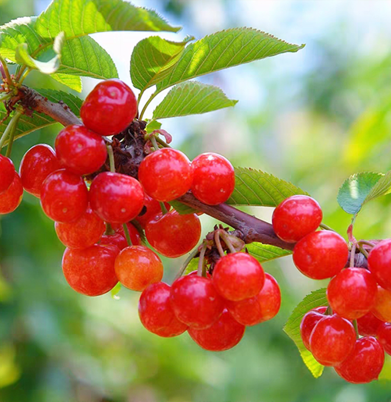 【优价鲜选团】红妃樱桃2/3斤家庭装 -当日采摘,当天配货