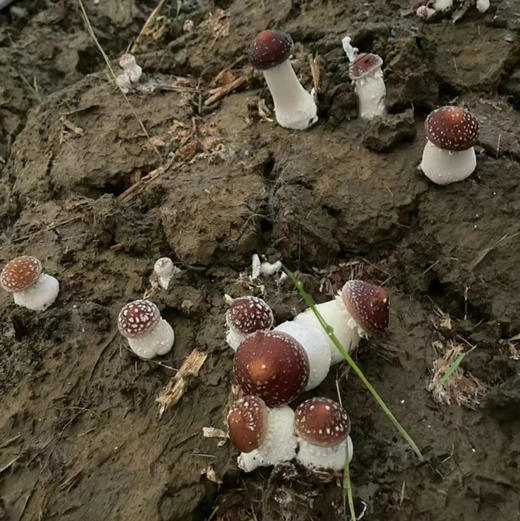 周五送，优质赤松茸，被人们称为“人间仙草”还含有人体必需的多种矿物质如磷、钙、铁、镁等。其中维生素PP的含量是甘蓝、西红柿、黄瓜的10倍，肉质鲜美，嫩滑、爽脆、口感好！2.5斤/箱 商品图3