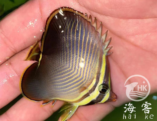 印度洋天皇蝶 商品图0