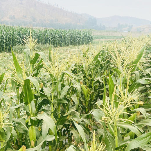 攀枝花水果玉米，露天生长，生态种植，清甜可口 商品图4