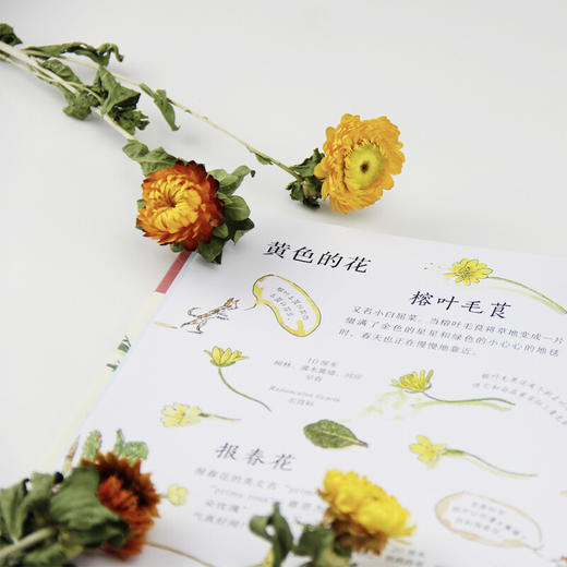 野花小指南 3-6岁 凯特·佩蒂 著 科普百科 商品图3