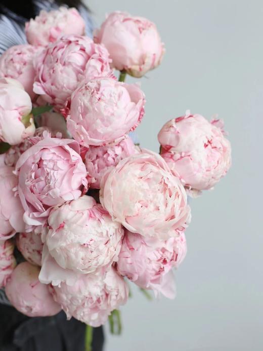 【预售！4.20起陆续发出】莎拉【知足且上进，温柔且坚定】 经典荷兰进口品种粉芍药- 莎拉·伯恩哈特  顺丰空运直发 商品图12