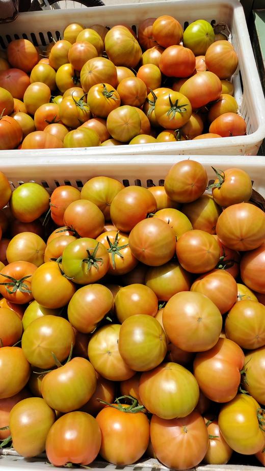 海阳水果西红柿 自然熟 适合生吃，排单发货中，不接急单 商品图5