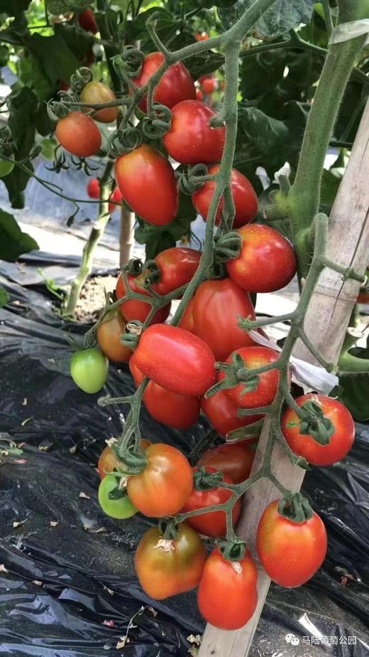 【活动招募】探索葡萄开花、授粉小秘密，还有农家土灶饭、葡萄文创DIY、疏果采摘、萌宠喂养，一天玩转春日所有美好！ 商品图3