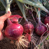 生态水果紫洋葱（基地直发-顺丰包邮）｜3斤/5斤/箱， 来自云南元谋，生产者：洪炜【合作生产，公平贸易】 商品缩略图6