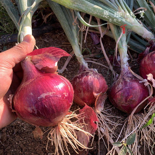 生态水果紫洋葱（基地直发-顺丰包邮）｜3斤/5斤/箱， 来自云南元谋，生产者：洪炜【合作生产，公平贸易】 商品图6