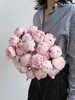 【预售！4.20起陆续发出】莎拉【知足且上进，温柔且坚定】 经典荷兰进口品种粉芍药- 莎拉·伯恩哈特  顺丰空运直发 商品缩略图11