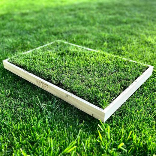 青毡草毯，真草坪自然降温，26℃清爽草叶，猫咪的夏季凉垫！ 商品图1