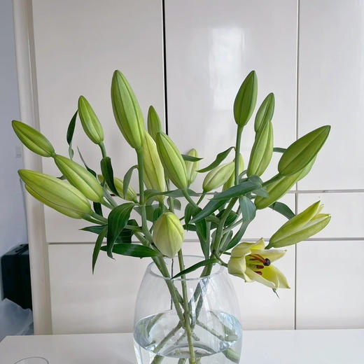 黄天霸百合靓丽的明黄色洁净无瑕，硕大的花型，惊艳的无法抵御百合花香四溢，有馥郁的花香绽放时，香气满屋一束10头，10支 商品图2