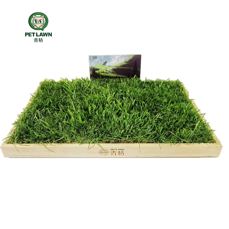 青毡草毯，真草坪自然降温，26℃清爽草叶，猫咪的夏季凉垫！