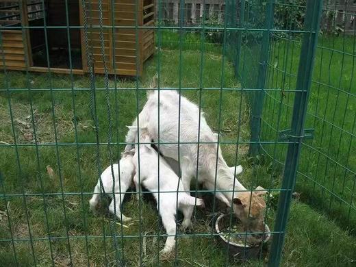 【活动招募】探索葡萄开花、授粉小秘密，还有农家土灶饭、葡萄文创DIY、疏果采摘、萌宠喂养，一天玩转春日所有美好！ 商品图7