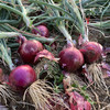 生态水果紫洋葱（基地直发-顺丰包邮）｜3斤/5斤/箱， 来自云南元谋，生产者：洪炜【合作生产，公平贸易】 商品缩略图3