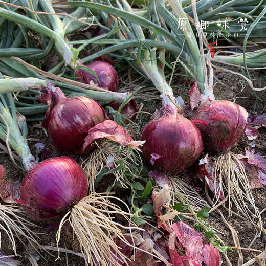 生态水果紫洋葱（基地直发-顺丰包邮）｜3斤/5斤/箱， 来自云南元谋，生产者：洪炜【合作生产，公平贸易】 商品图3