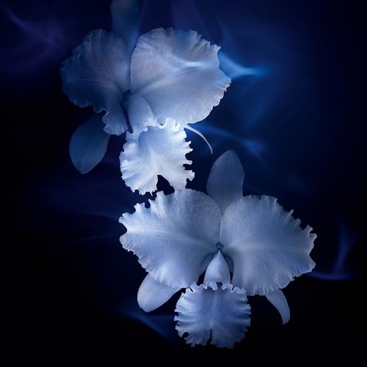 法国 Guerlain娇兰 御廷兰花卓能焕活精粹爽肤水 125ml 商品图3