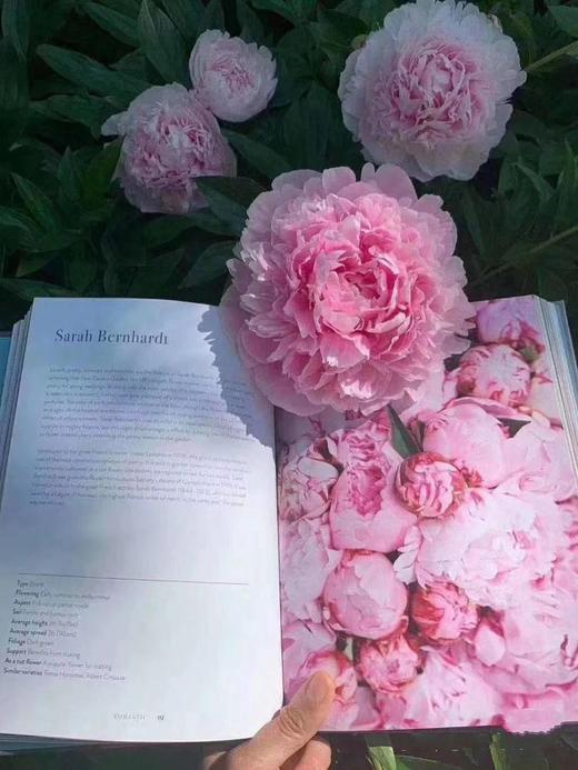 【预售！4.20起陆续发出】莎拉【知足且上进，温柔且坚定】 经典荷兰进口品种粉芍药- 莎拉·伯恩哈特  顺丰空运直发 商品图9