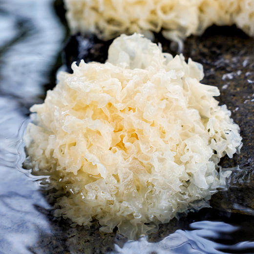 猫千岁√有机干银耳6朵，低温烘干技术7斤出1斤1朵30g泡发近半斤鲜银耳！ 商品图5