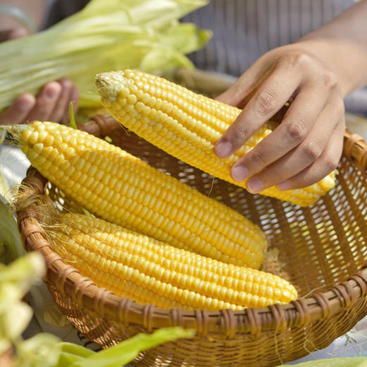 攀枝花水果玉米，露天生长，生态种植，清甜可口 商品图2