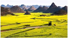 云南|弥勒祭火节、元阳梯田、东川红土地、建水古城、罗平油菜花9天