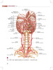 血管解剖及造影图谱 第3版 陶晓峰 董伟华 主译 血管介入治疗解剖学基础 临床操作陷阱 DSA造影 北京科学技术出版社9787571426507 商品缩略图3