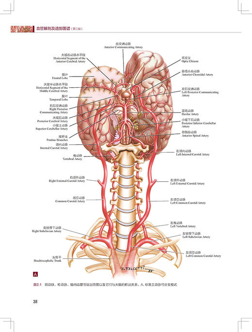 血管解剖及造影图谱 第3版 陶晓峰 董伟华 主译 血管介入治疗解剖学基础 临床操作陷阱 DSA造影 北京科学技术出版社9787571426507 商品图3