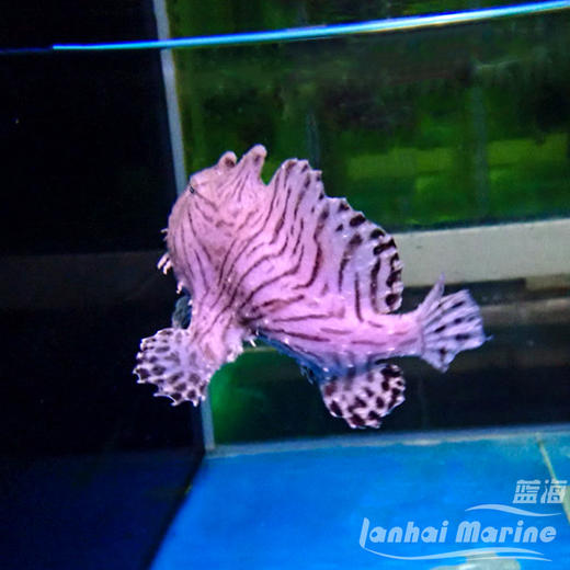 虎纹五脚虎 商品图7