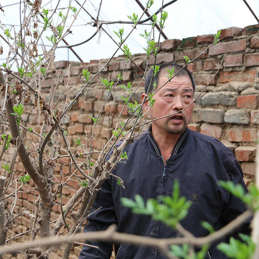 农家鲜嫩花椒芽  叶片油亮鲜嫩  麻香味美  做法多样  可油炸、凉拌  芽苗菜 100g/250g/1斤  包邮 商品图4