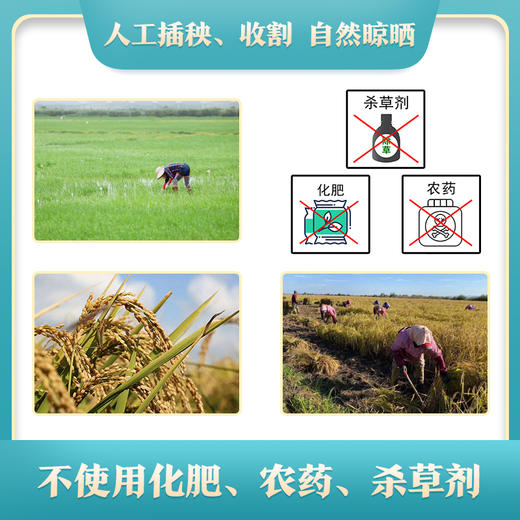 绿色公社五常大米 原粮稻花香2号 自有基地种植 5kg 商品图3